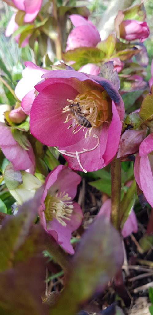 Pollen in Helleborusblüte